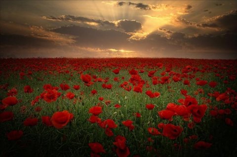 Poppies red